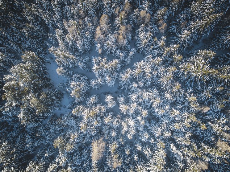 Bruneck: shopping & more Aerial view of a snow-covered fir forest in winter