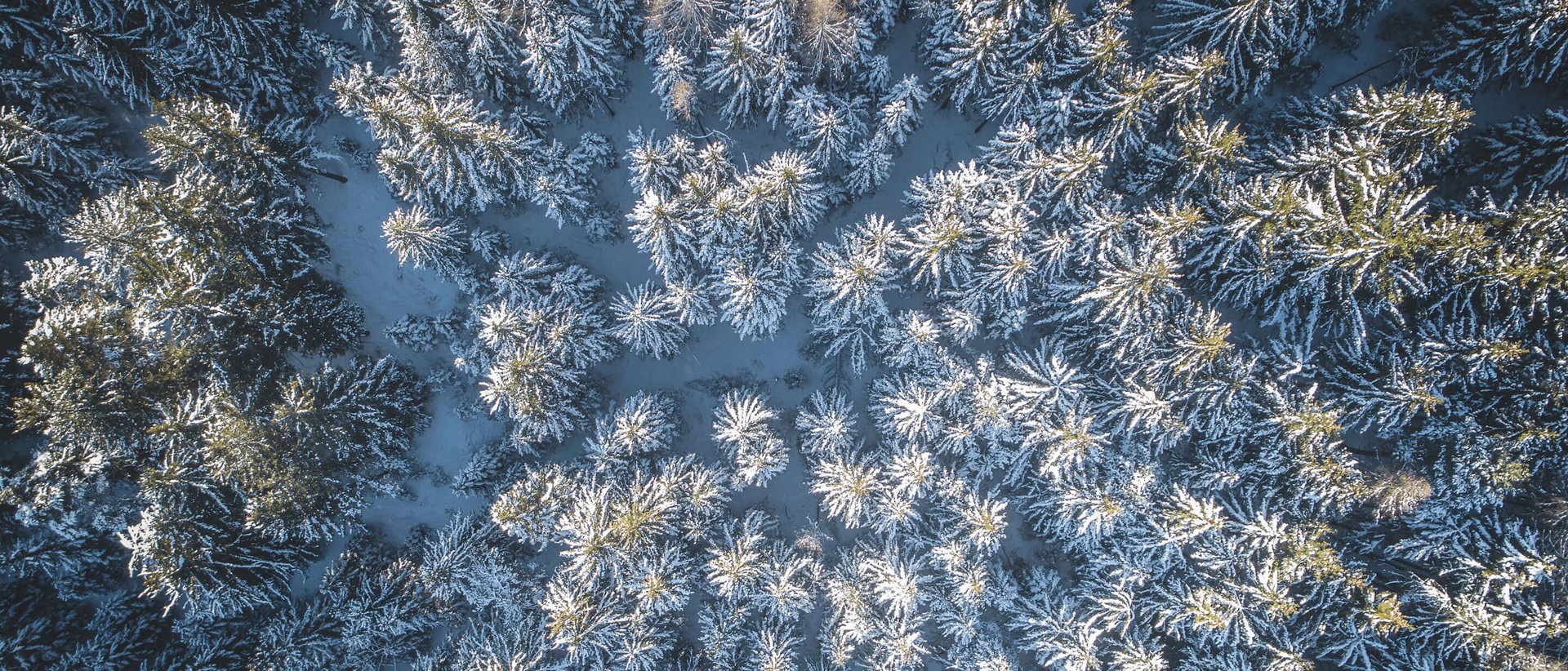 Aktivurlaub in Südtirol: ein Erlebnis Vogelperspektive eines schneebedeckten Tannenwaldes im Winter
